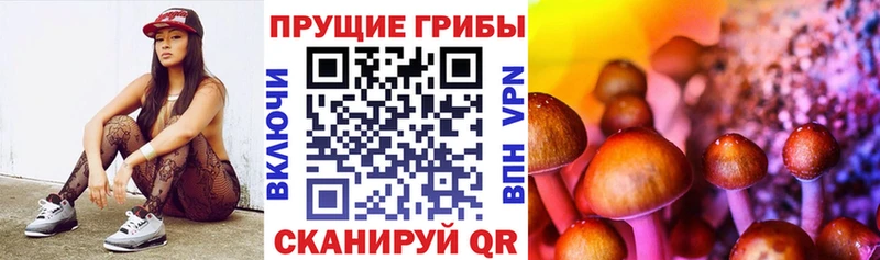 Псилоцибиновые грибы Psilocybe что такое Ковдор